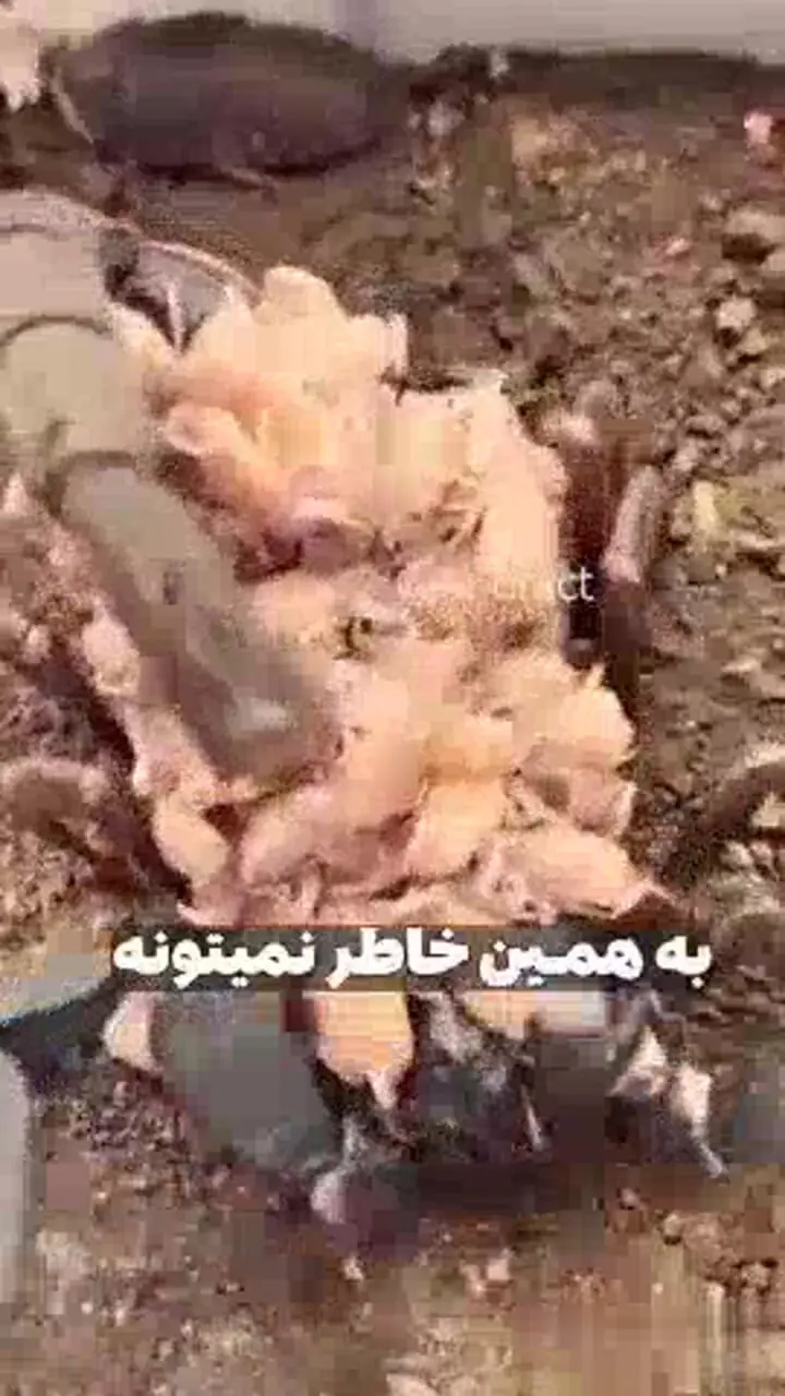 این موجودات هرگز مادرشان را نمی‌بینند + فیلم