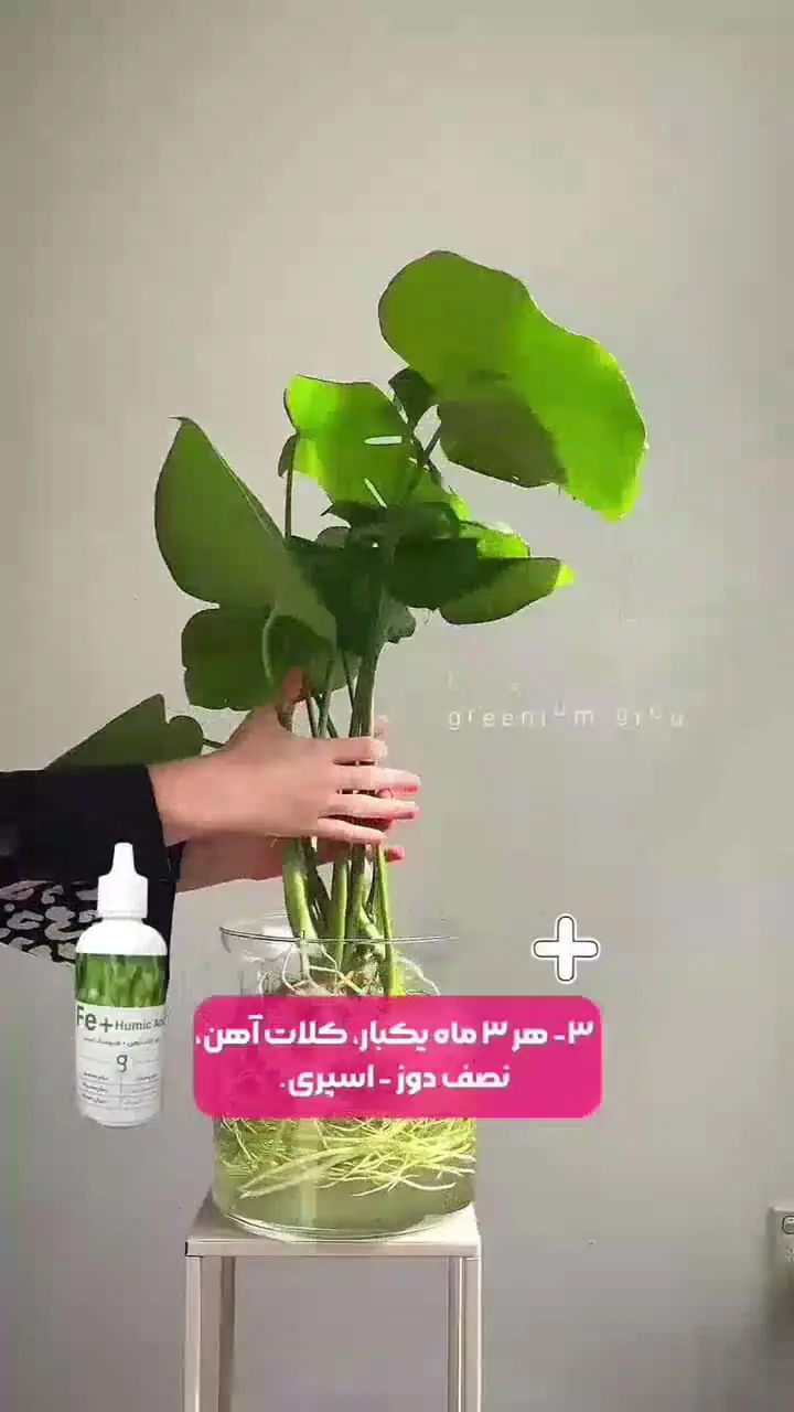 کودهای ضروری برای حفظ شادابی گیاهان آپارتمانی + فیلم