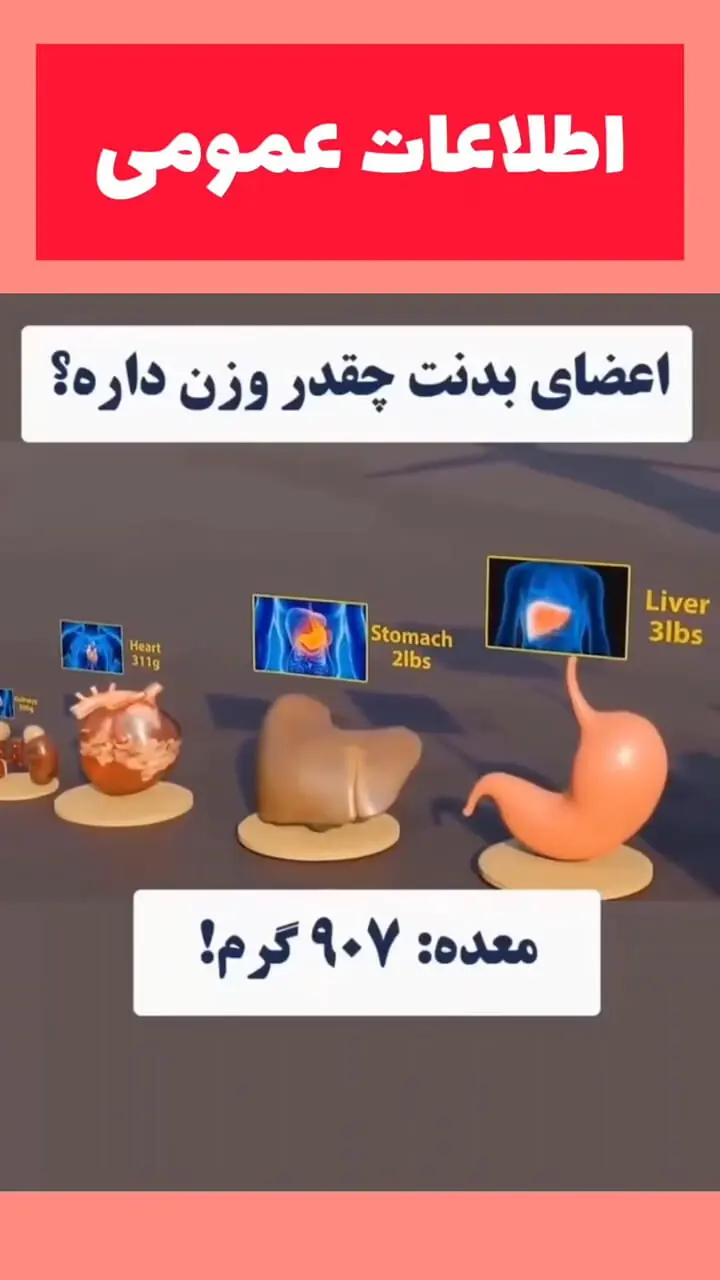 اعضای بدن چقدر وزن دارند ؟ + فیلم