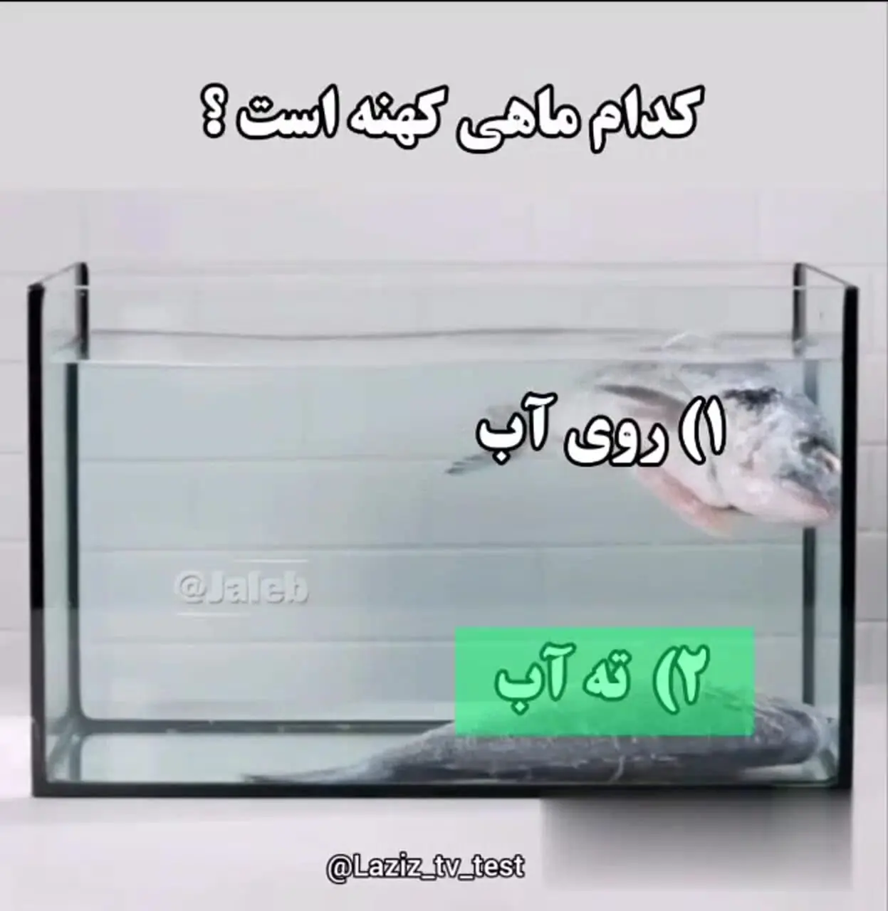 چند روش برای تشخیص ماهی تازه از کهنه! + فیلم