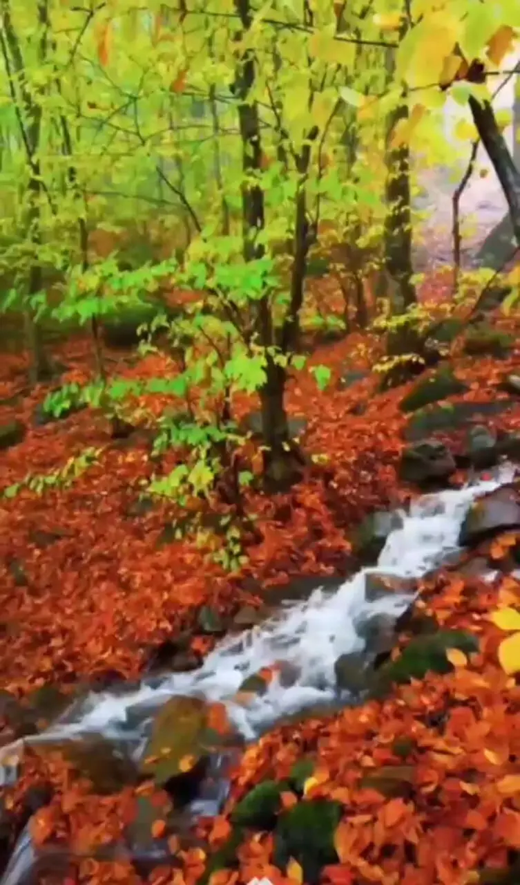 پاییز رنگارنگ ایران در قاب تصویر ببینید‎ + فیلم