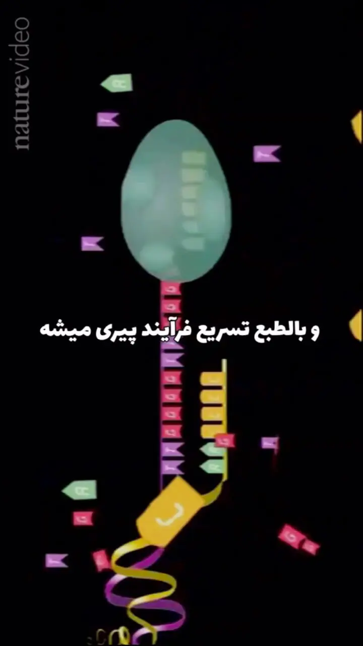 مهمترین راز افزایش طول عمر که جایزه نوبل گرفت+ فیلم