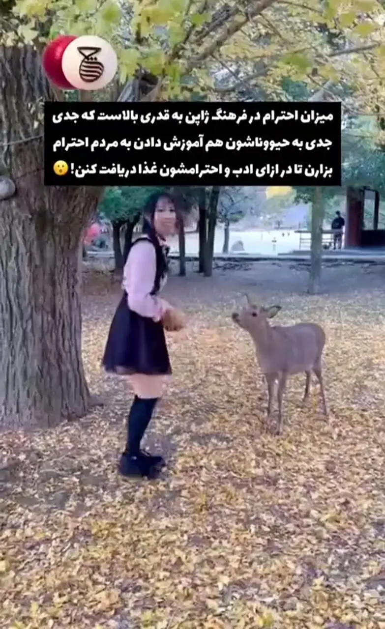 قوانین جالب ژاپنی ها  که فقط در این کشور می بینید! + فیلم