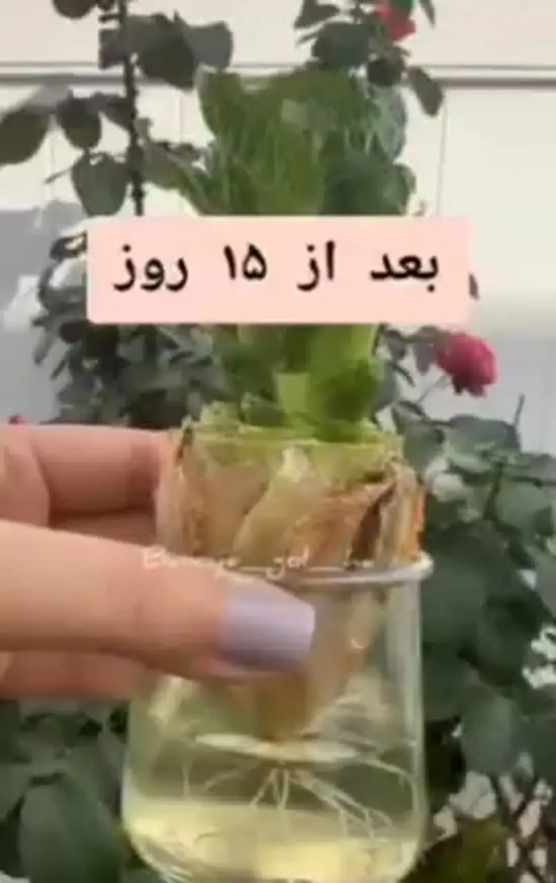 نحوه کاشت کاهو در خانه + فیلم