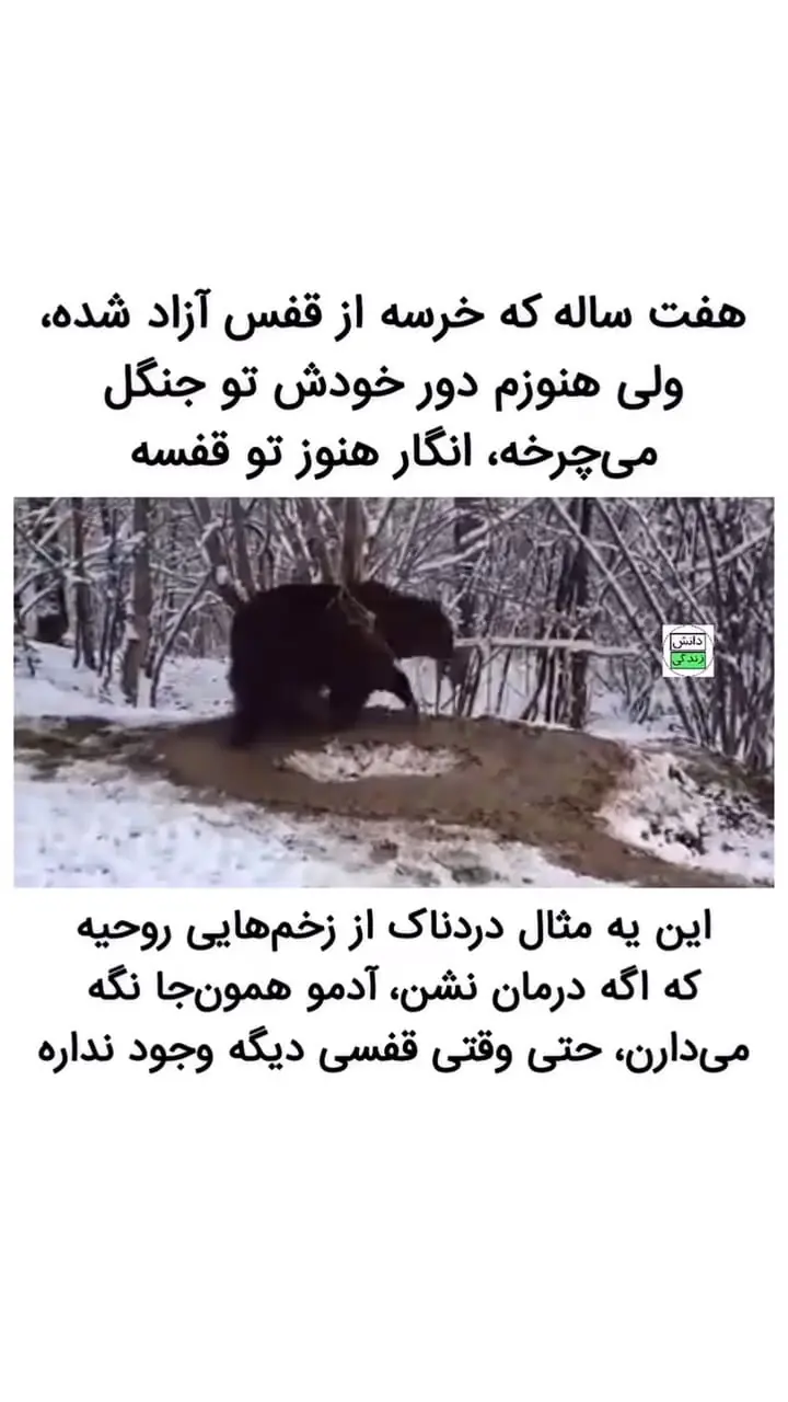 وقتی زخم‌های روان قفس می شوند! + فیلم